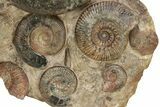 Tall, Jurassic Ammonite (Hammatoceras) Display - France #227080-4